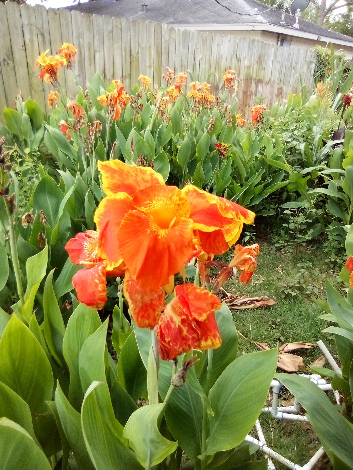Yellow & Orange Canna Lily Bulbs. 15 Bulbos de Coyol Amarillos Con Anaranjado.