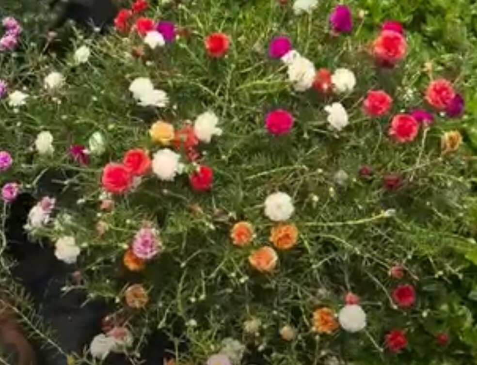 1000+ SEEDS MOSS Rose Double Mix Color- Portulaca grandiflora BUY2GET1FREE