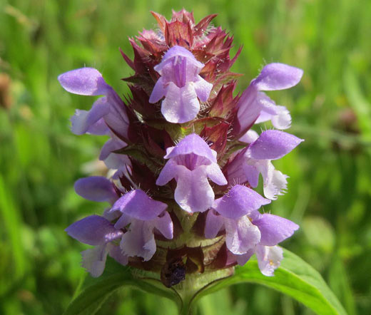 PRUNELLA SELF HEAL Prunella Vulgaris – 1,000 Bulk Seeds