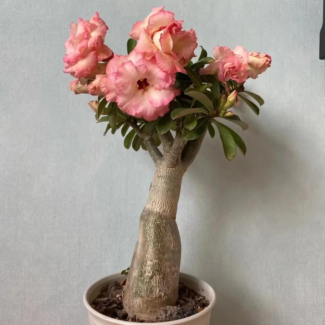 5Pcs Rare pink Desert Rose Seeds Garden Flower Decor-seed