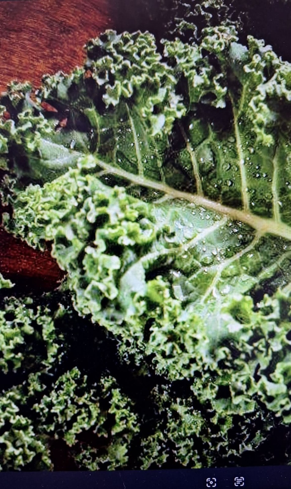 White Russian Kale Seeds 75 seeds