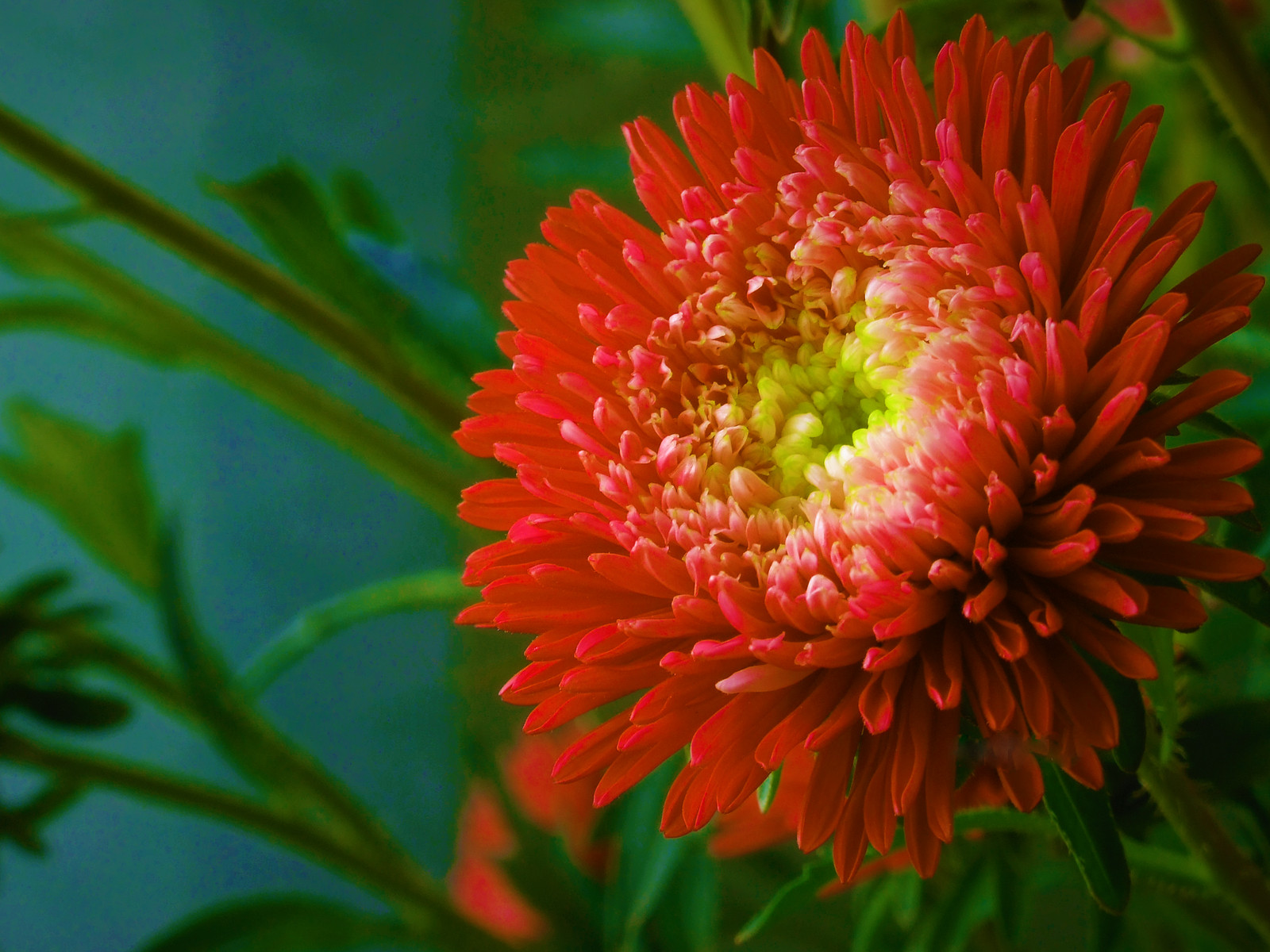 30 Double SCARLET PAEONY ASTER Red Peony Callistephus Flower Seeds *Flat S/H