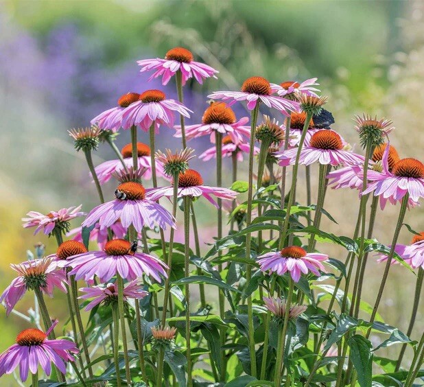 200+ PURPLE CONEFLOWER SEEDS -Echinacea Perennial Pollinator Flowers NON-GMO
