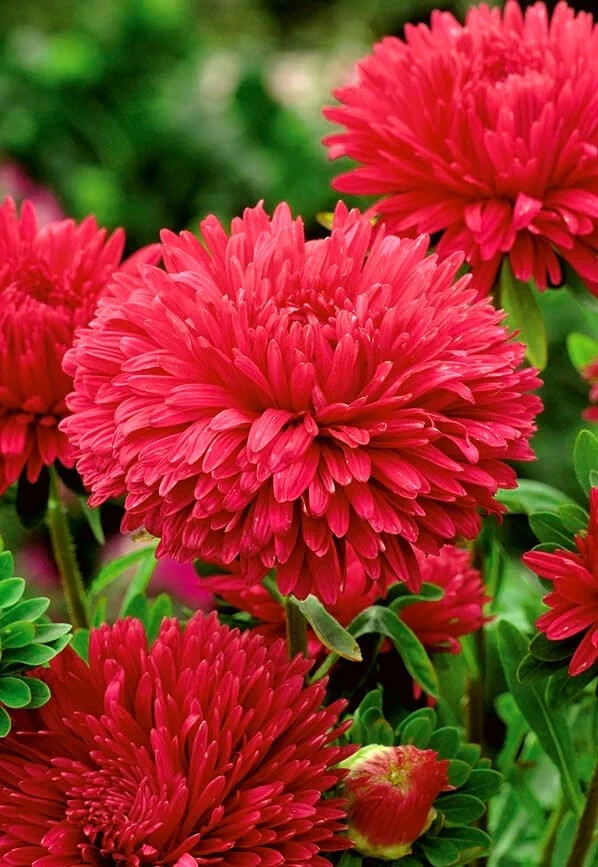 50 Seeds ASTER GREMLIN DOUBLE RED Callistephus Chinensis