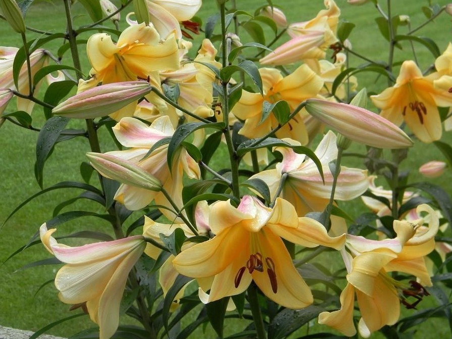 (3) Attractive Deep Red Lily Beautiful New Flower Bulbs, Perennial Check Store