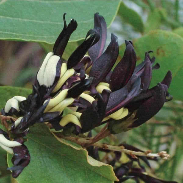Kennedia nigricans | Black Coral Pea | 15 Seeds