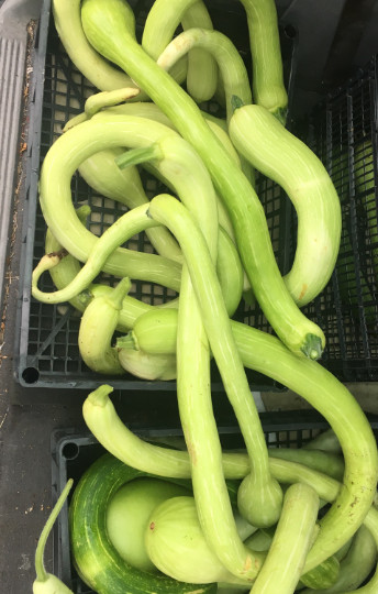 500 Trombocino Rampicante seeds; Tromboncino Climbing Zucchini; Zucchino Squash