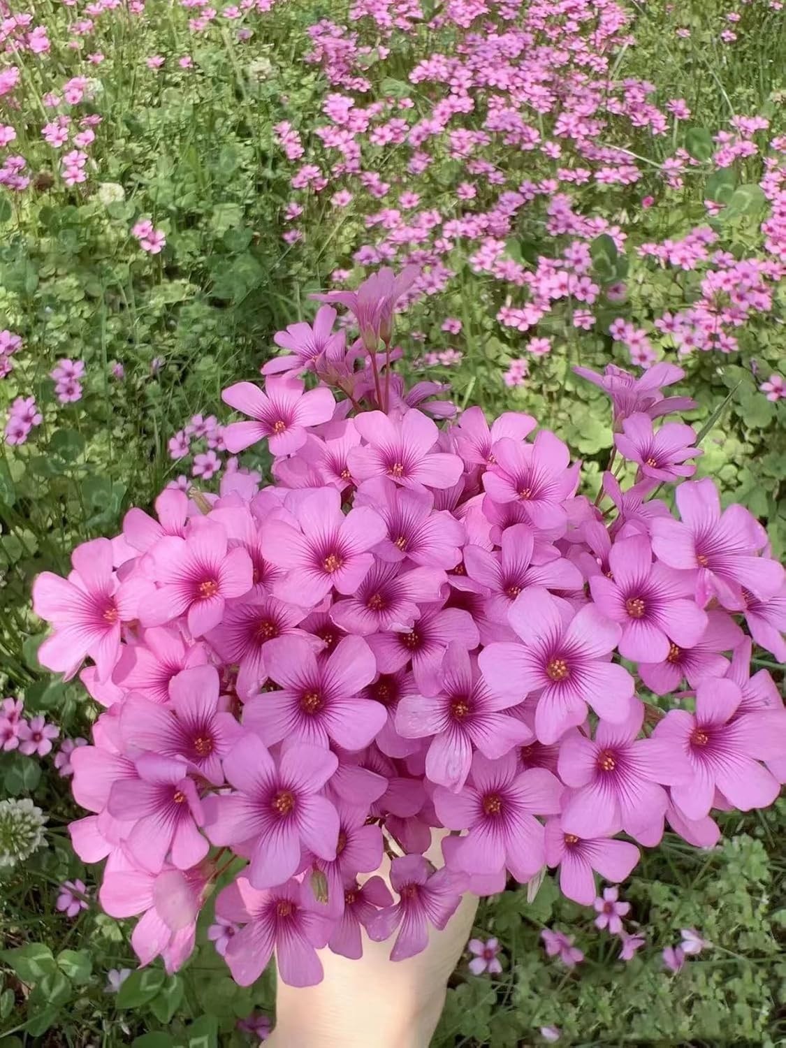 24 Pack Iron Cross Shamrock Plant Bulbs, Live Oxalis Bulbs for Indoor Outdoor Ga