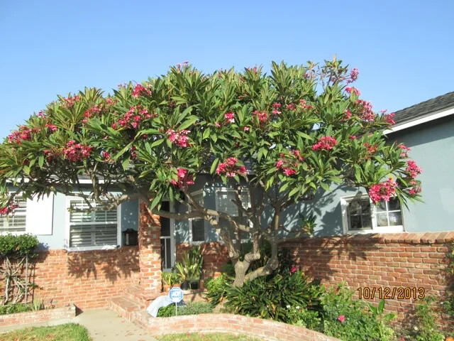 Mexican Red Plumeria Temple Tree Seeds (P. rubra) Tropical Frangipani Flower