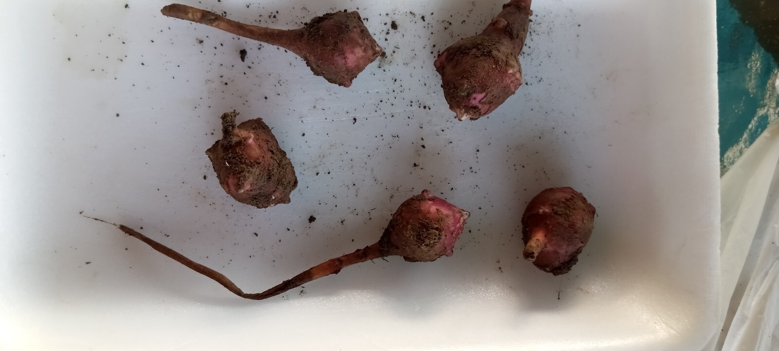 5 M S red organic Jerusalem Artichoke Tubers ready FOR PLANTING
