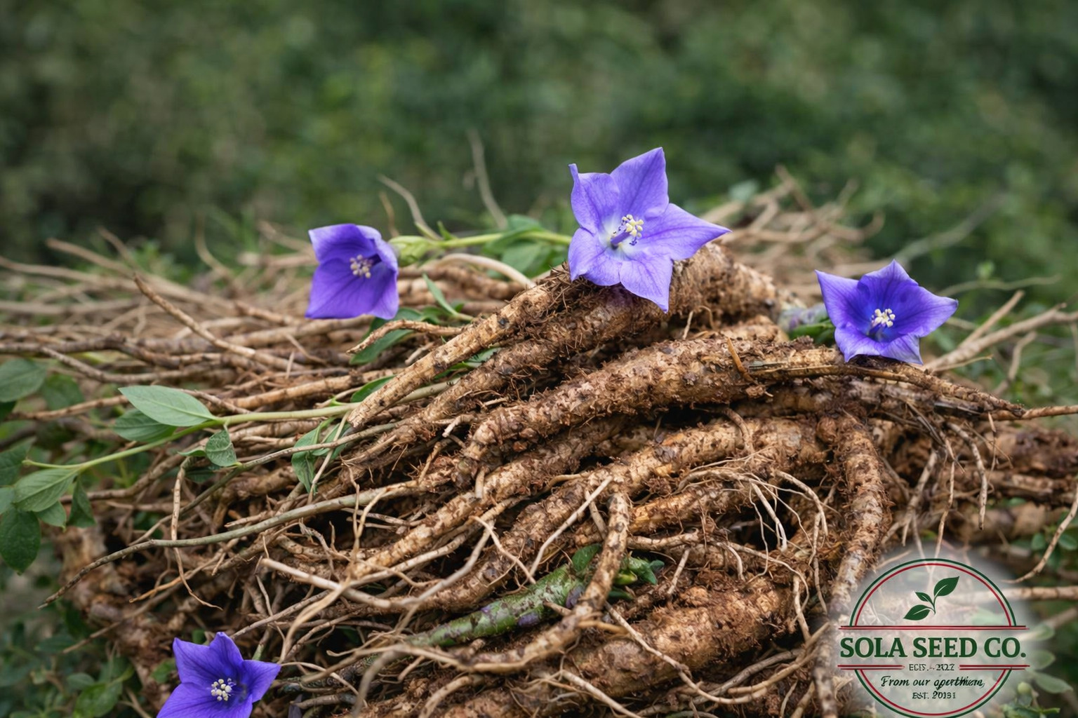100 Balloon Flower Seeds, Platycodon grandiflorus, Chinese bellflower