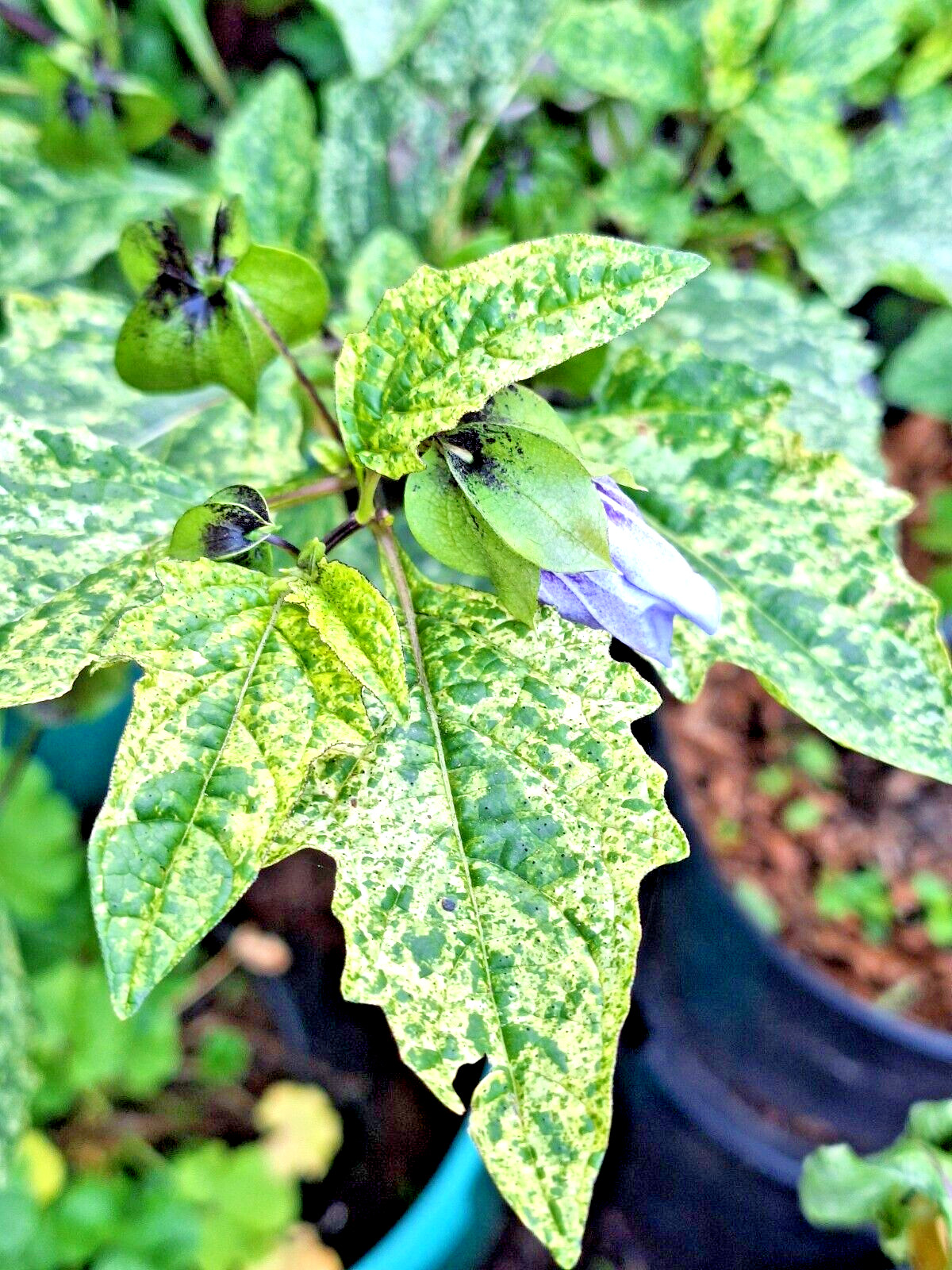 rare variegated shoofly plant 100 seeds, Nicandra Phsalodes Var. Splash of cream