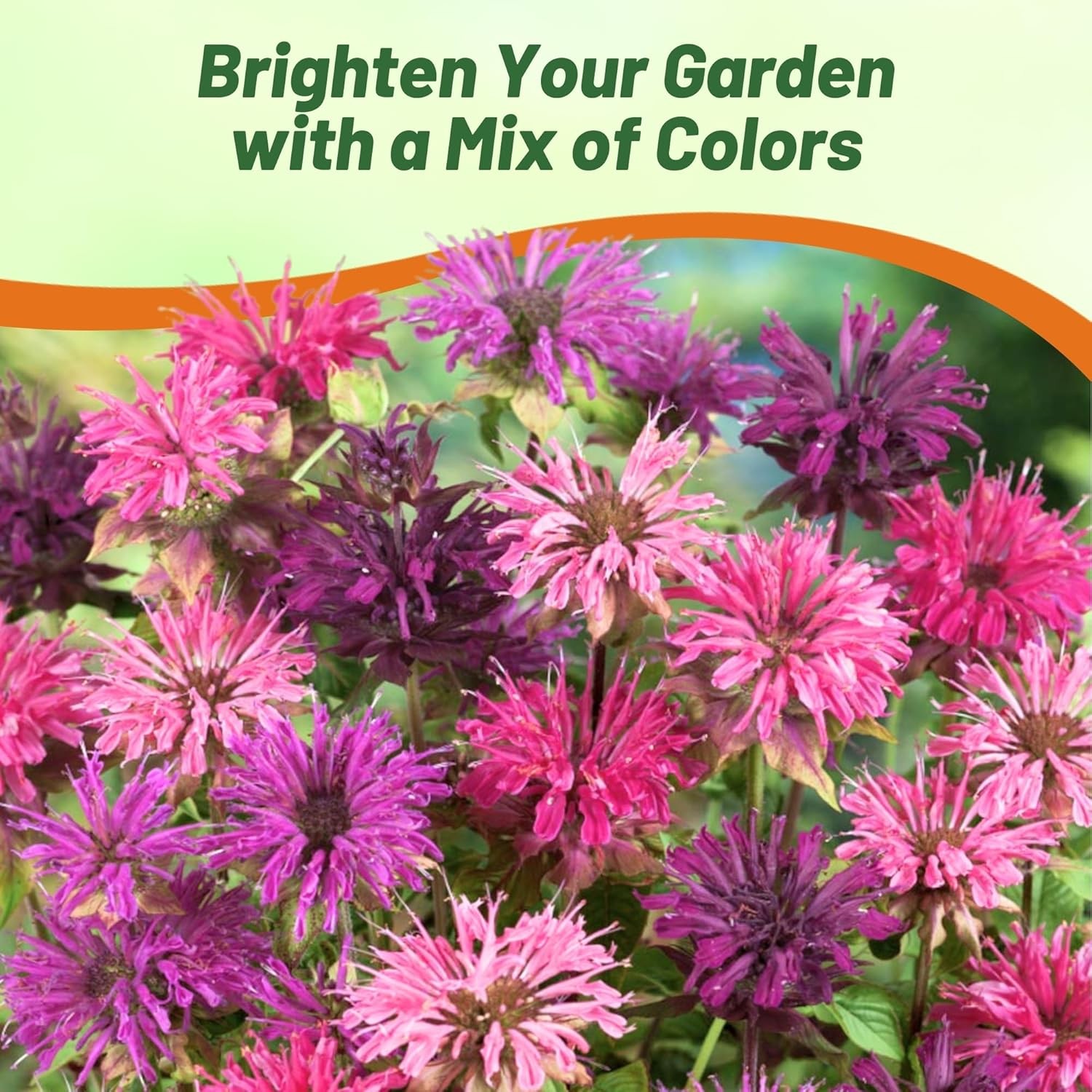 500 Seeds Monarda Didyma Seed Mix For Planting Outdoors | Bee Balm Mix Flower