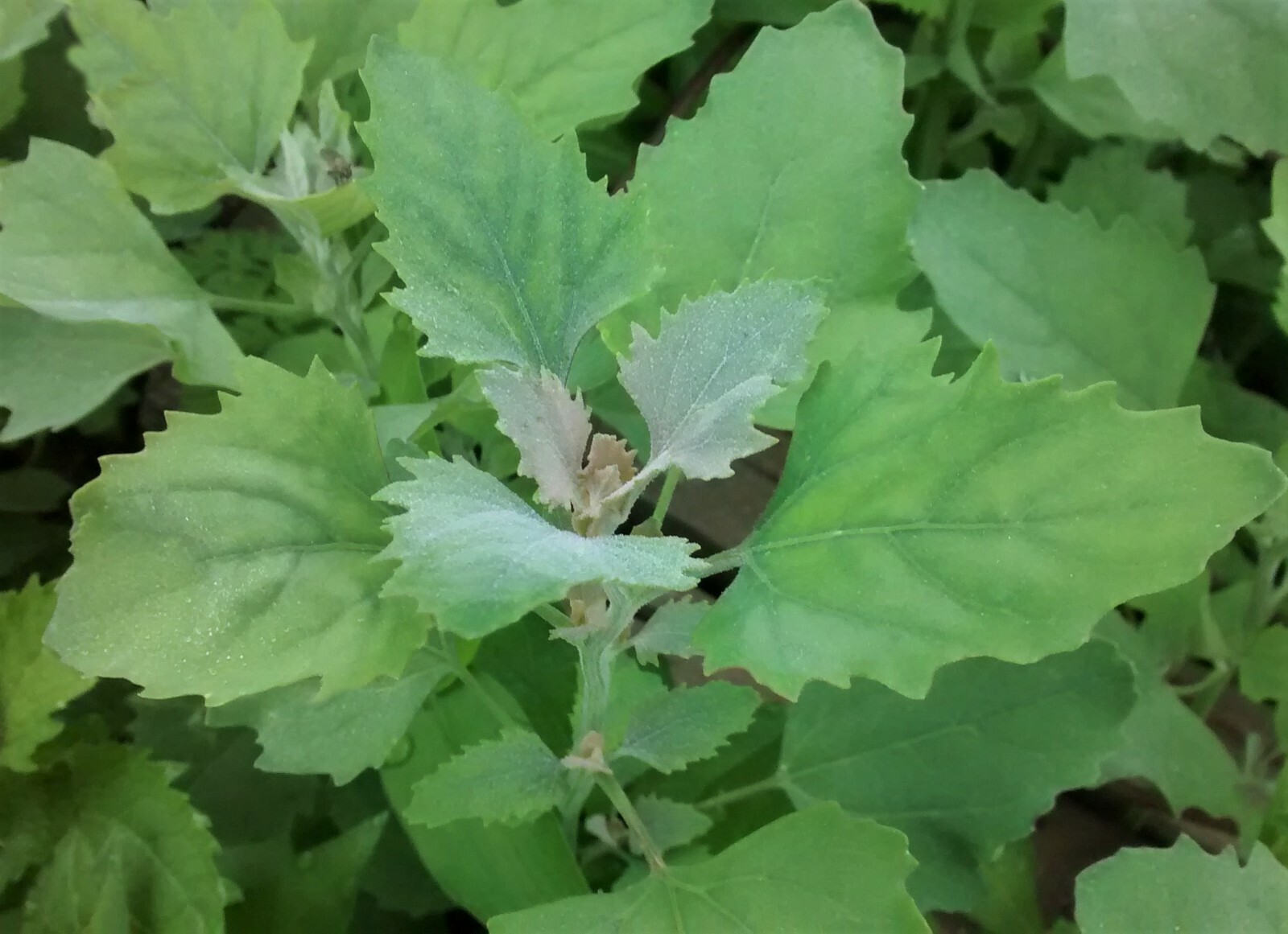 Organic Lambs Quarter, 250+++ Seeds, Harvested Nov ’22 (Chenopodium Album) 