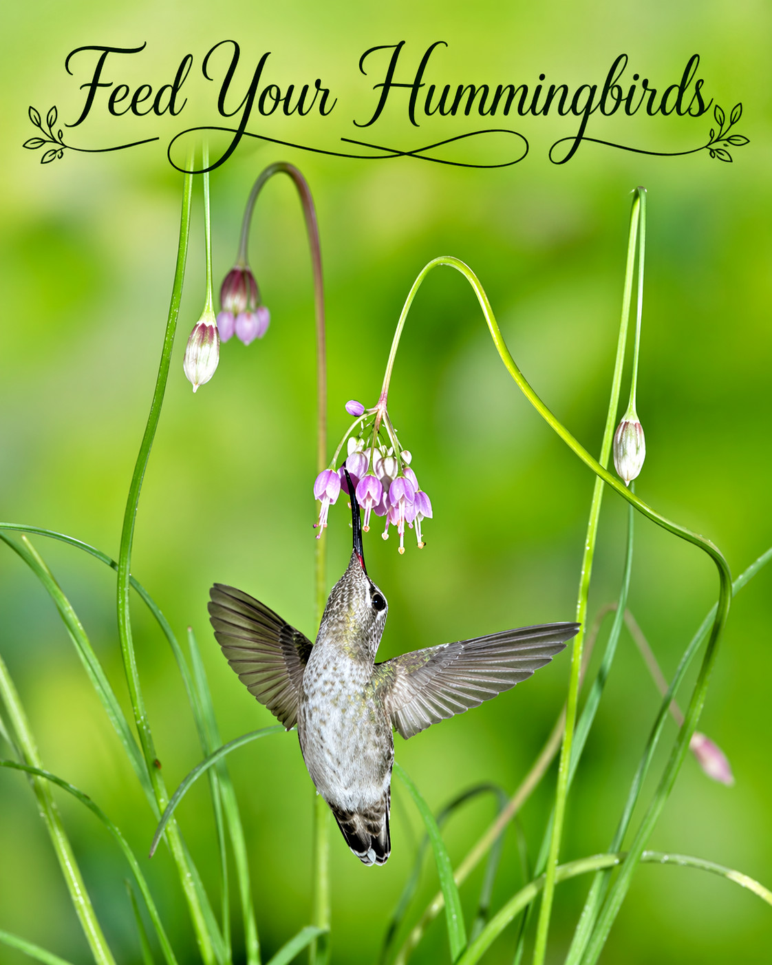 100 Nodding Onion Seeds, Allium cernuum, Native Wildflower & Culinary Herb