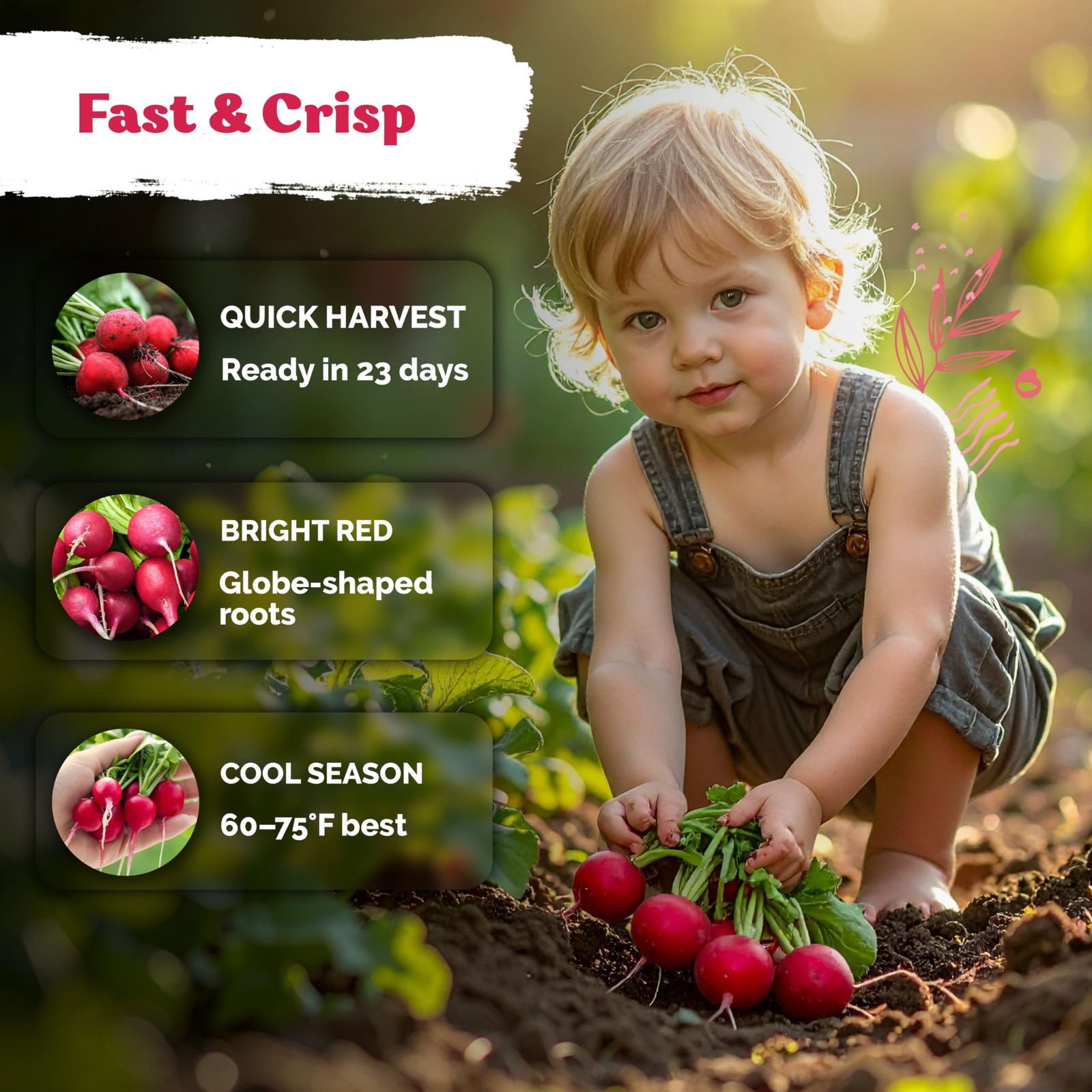 KVITER 900 Cherry Belle Radish Seeds (Raphanus sativus)