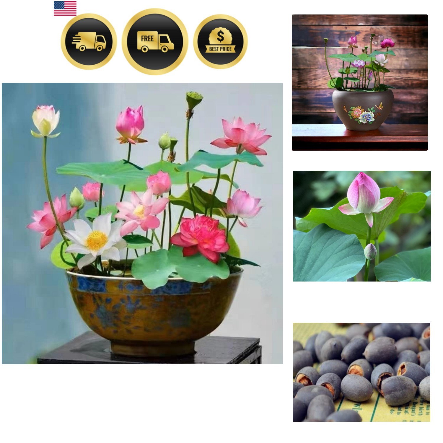 Lotus Seeds Water Plants Pond Garden Indoor Outdoor Blooming Flowers