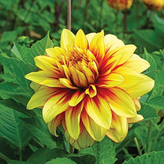 1 “Dazzling Sun” Decorative Dahlia – Top Size Bulb #1 – US Seller