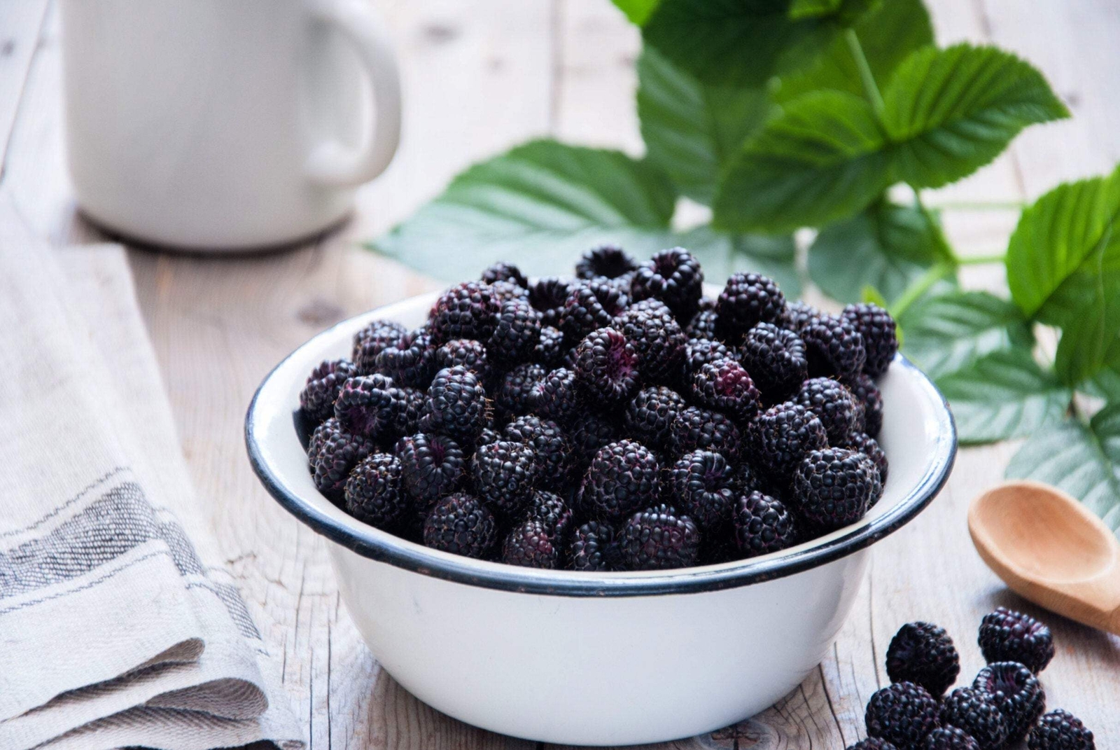50 WHITEBARK Black RASPBERRY Western Blackcap Rubus Leucodermis Fruit Berry Seed