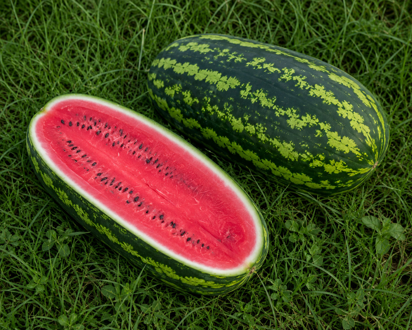 30 Heirloom Jubilee Watermelon Seeds – 25-40LB Sweet Disease Resistant Melon