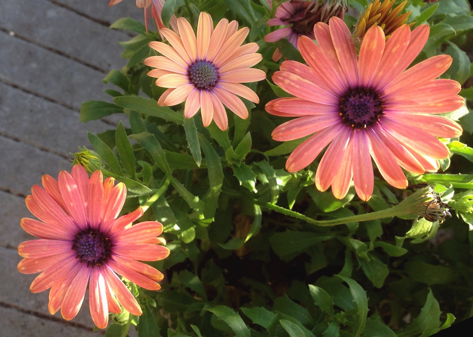 African Daisy Seeds BULK Heirloom Wildflower Osteospermum Cape Marigold Heat Sun