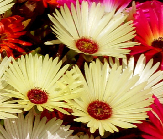 ICE PLANT GELATO YELLOW Dorotheanthus Bellidiformis – 1,000 Bulk Seeds