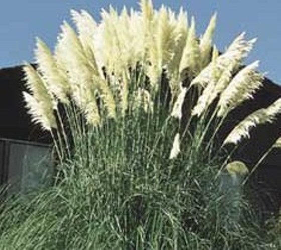 100 White Pampas Grass Seeds