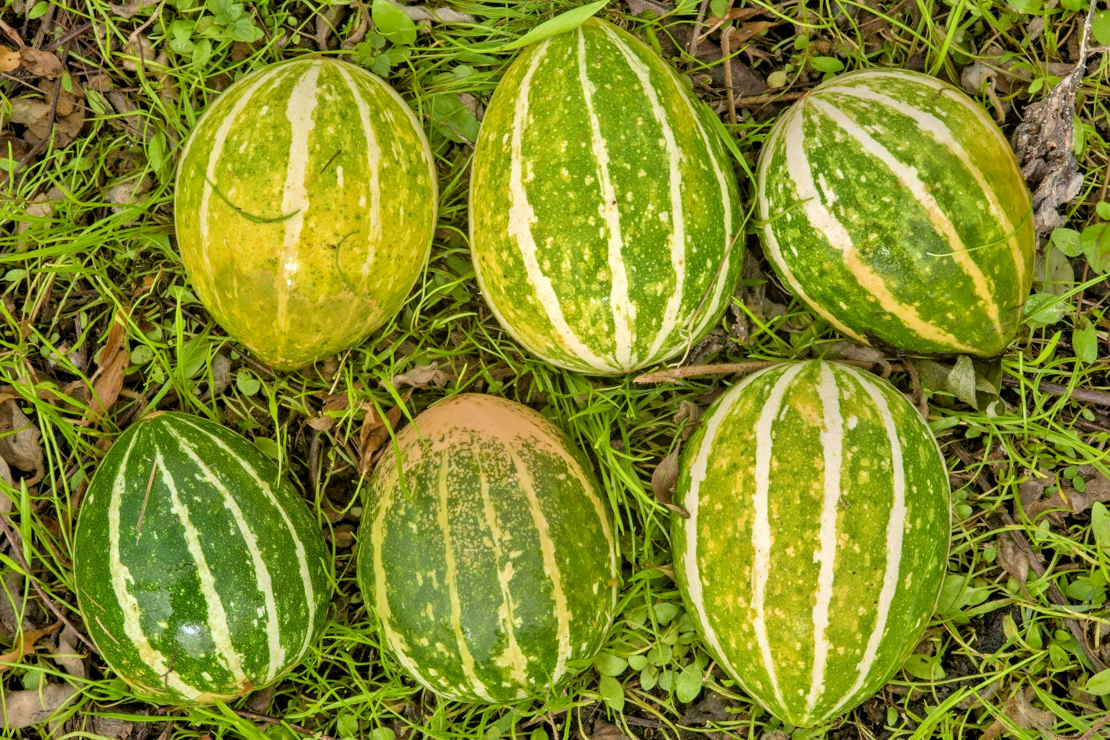 Buffalo Gourd Seeds 10ct Cucurbita foetidissima Rare Native Oil Plant Non-GMO
