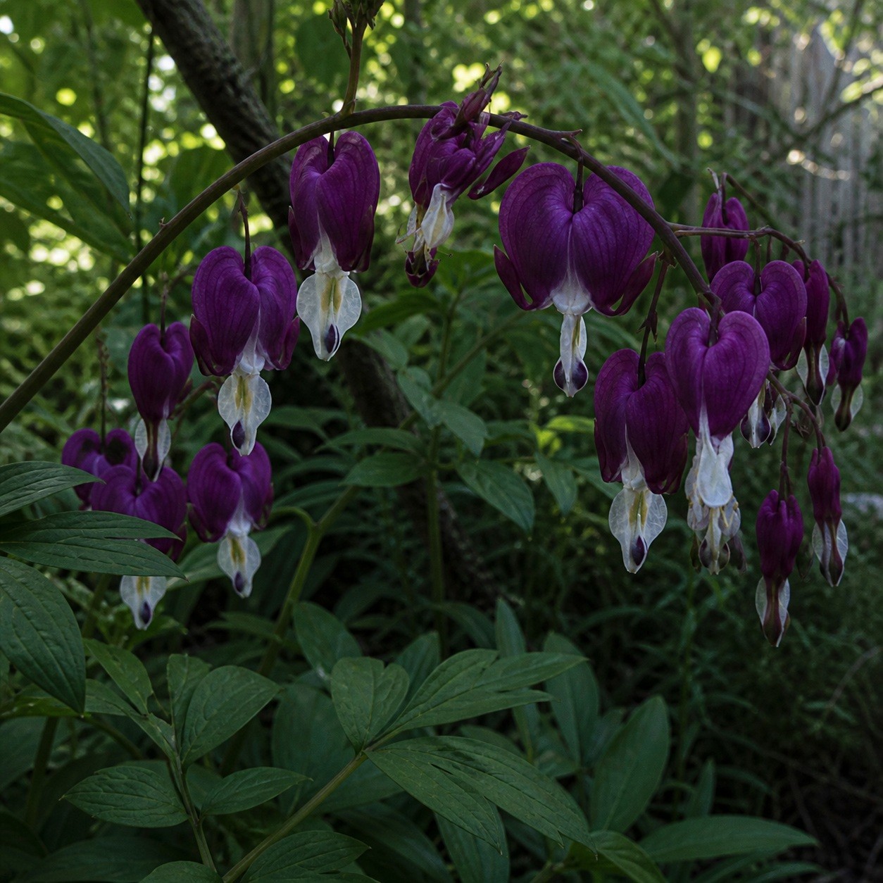 25 Bleeding Heart Dicentra Spectabilis Seeds Garden Flower “Dark Purple”