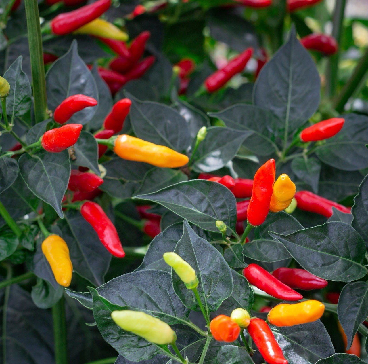 3 Live TOBASCO Pepper Plants 6-9” in bloom garden Seedlings