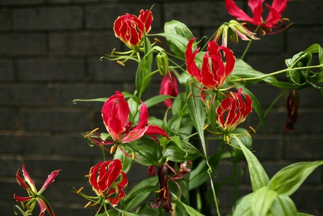 Gloriosa superba | Flame Lily | 10_Seeds