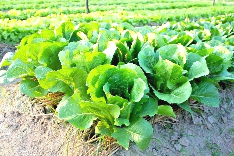 601+BIB BUTTERCRUNCH Lettuce Seeds Organic Vegetable Garden Container Fast Easy