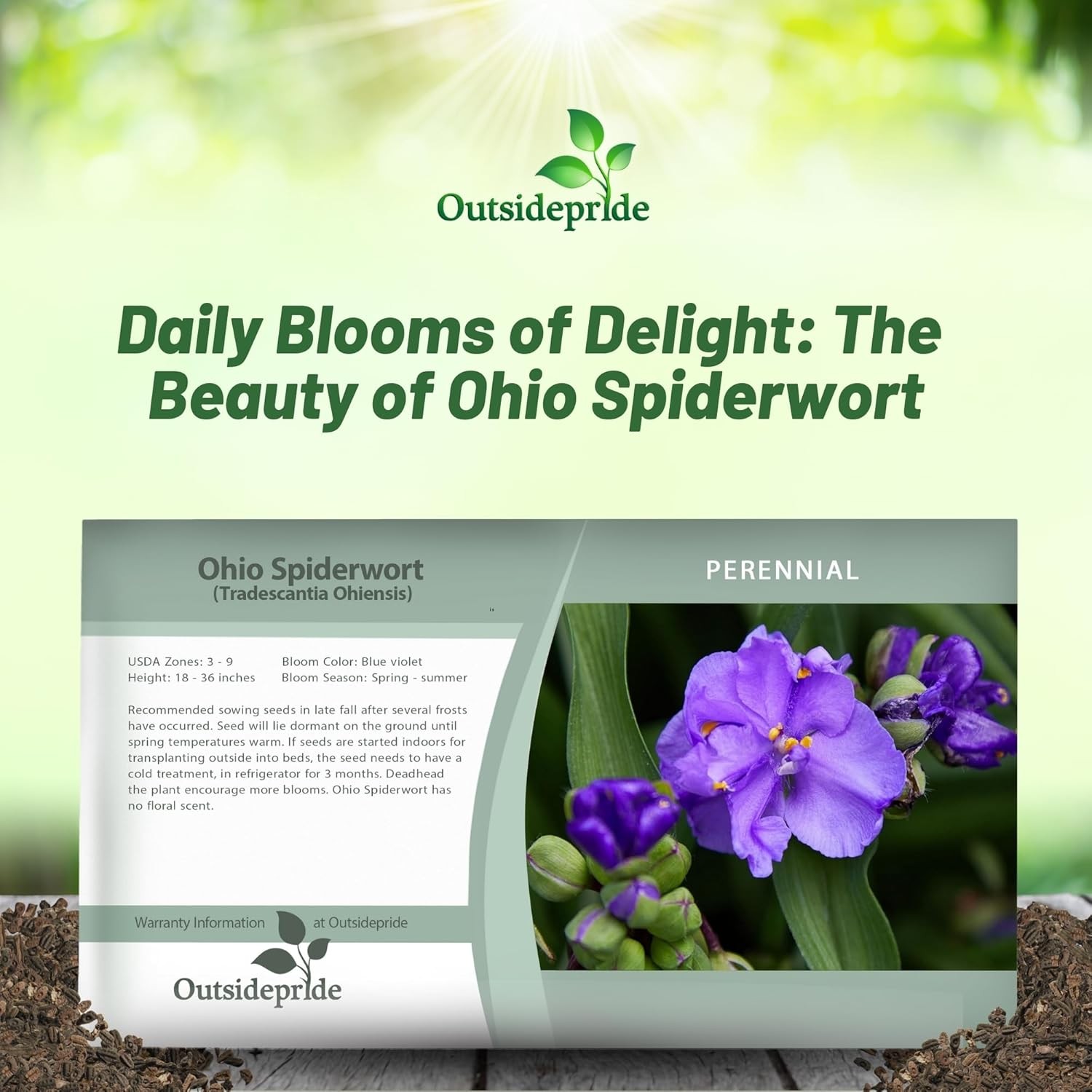 1000 Seeds Ohio Spiderwort Seeds Drought Resistant Tradescantia Ohiensis
