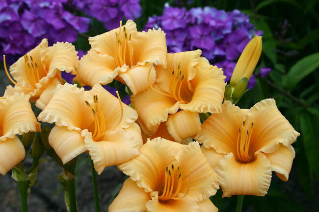 Reblooming Apricot Sparkles Daylily Hemerocallis One Rooted Starter Plant