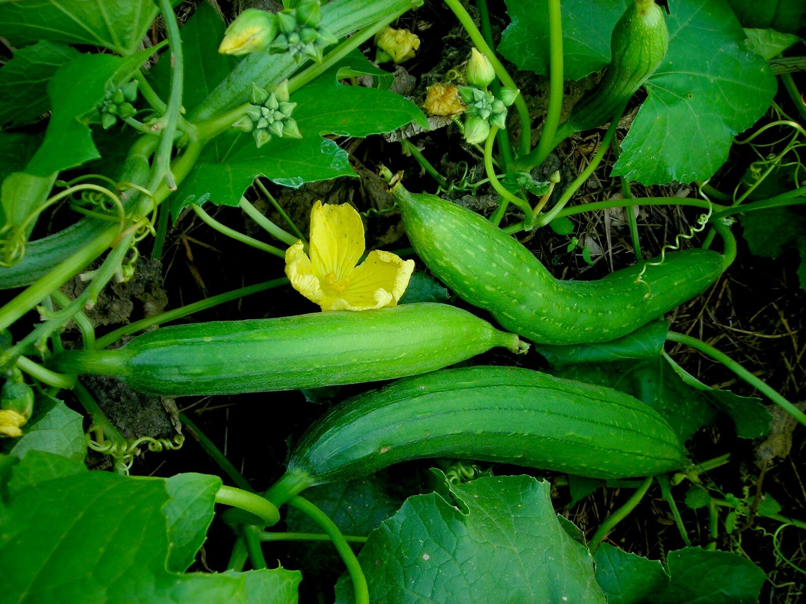Luffa Gourd Sponge Seeds | Non-GMO | Heirloom | 25+ Fresh Garden Seeds from USA