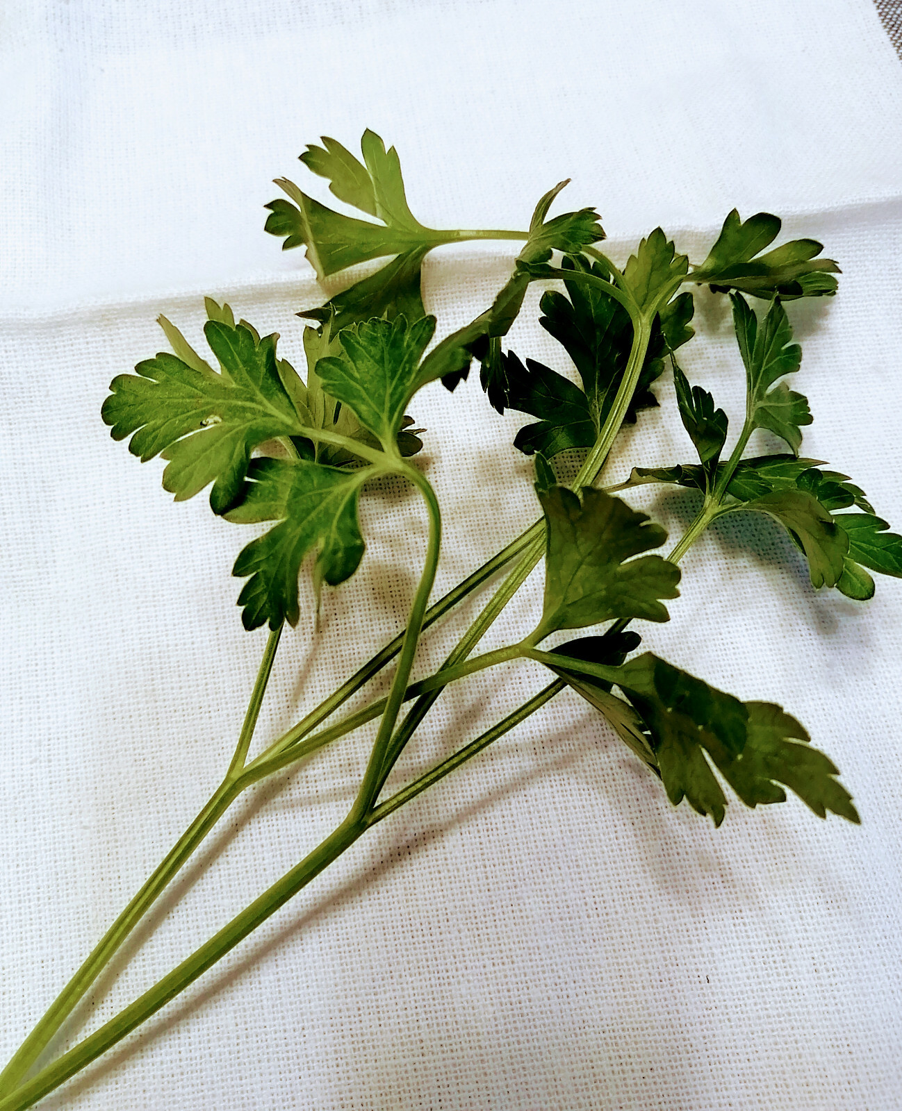Hundredfold Italian Dark Green Flat Leaf 1000 Parsley Seeds Petroselinum crispum