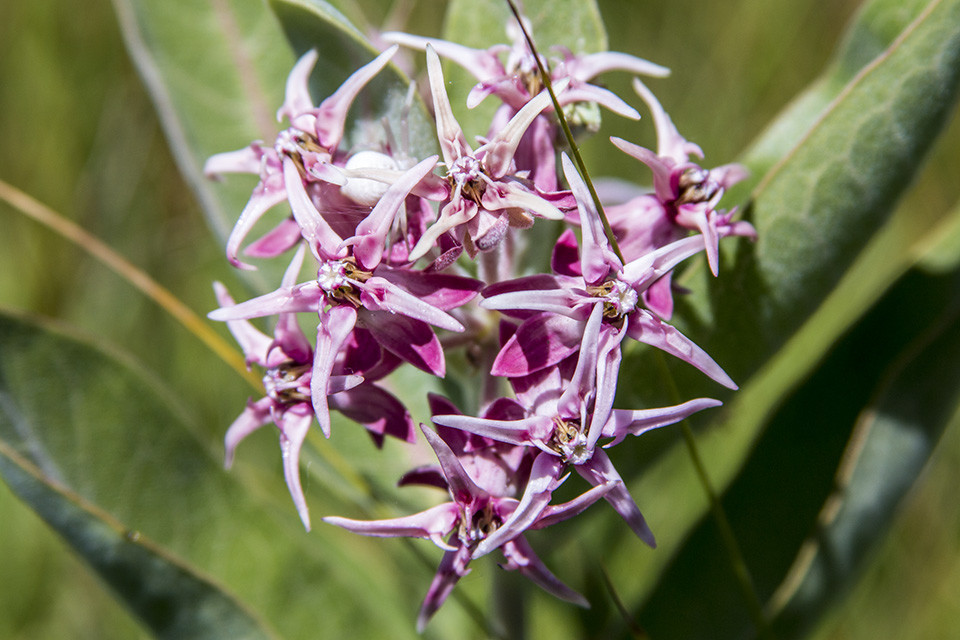 51+SHOWY MILKWEED Seeds Native Wildflower Container Flower Garden Heat Cold Easy