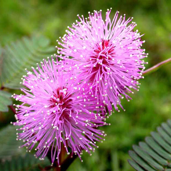 Mimosa Pudica 50 Seeds, The Sensitive Plant, Touch Me Not Herb, Tickle It