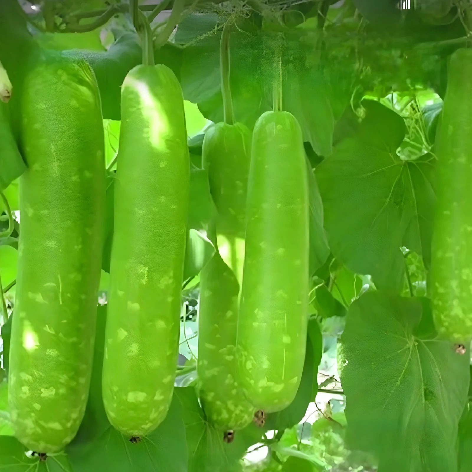 5 Pcs Bottle Gourd Seeds | Calabash Gourd, Gourd, Dudhi ,Dudi Seeds-USA seller