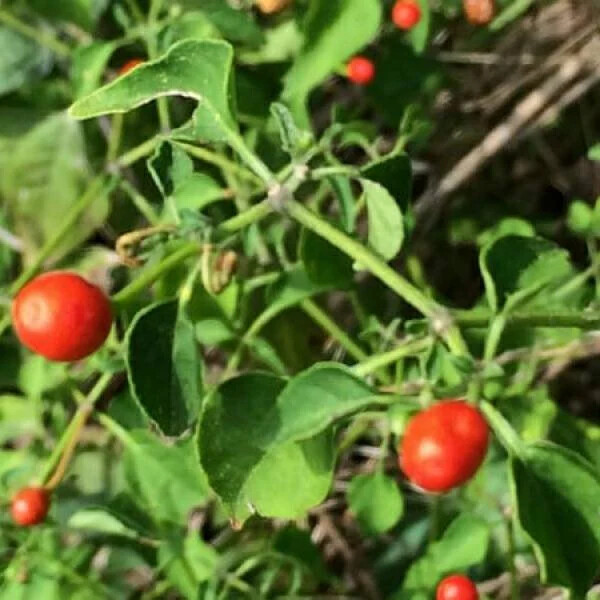 Chiltepin / Tepin / Chile Pequin / Birds Eye Pepper Seeds | Non-GMO | 1284
