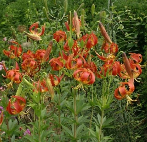 Turk’s cap lily (Lilium superbum) Large#1 size, larger than our #2 size, see pix