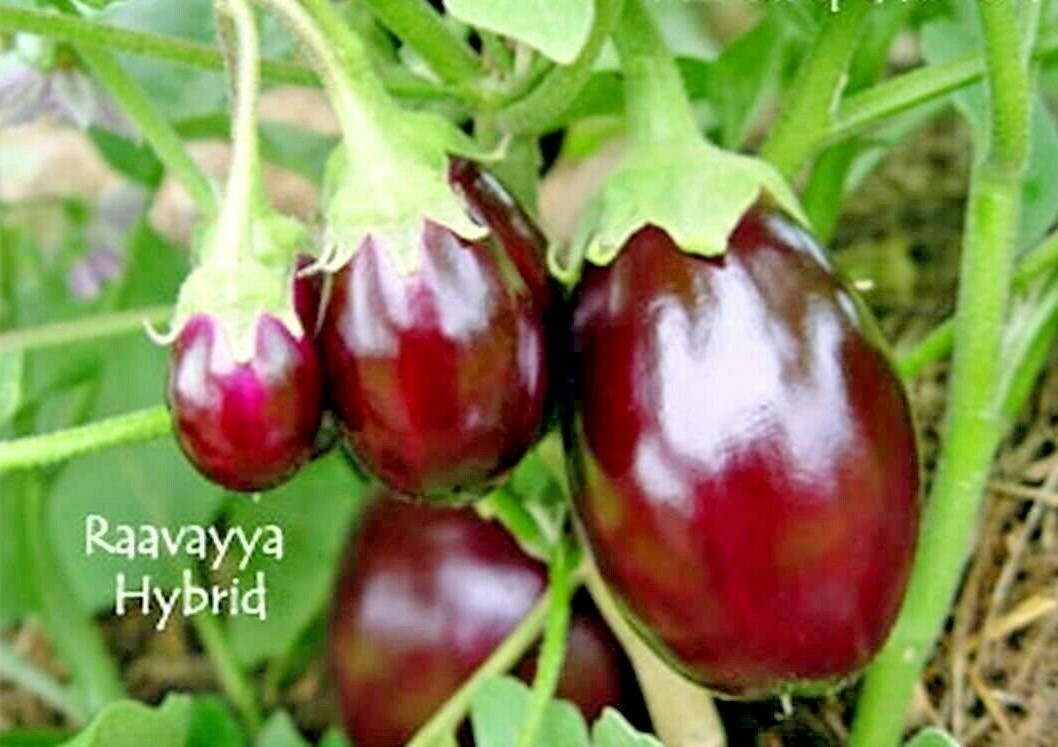 51+RAVAYYA EGGPLANT Seeds Organic India Heirloom Vegetable Garden Container Easy