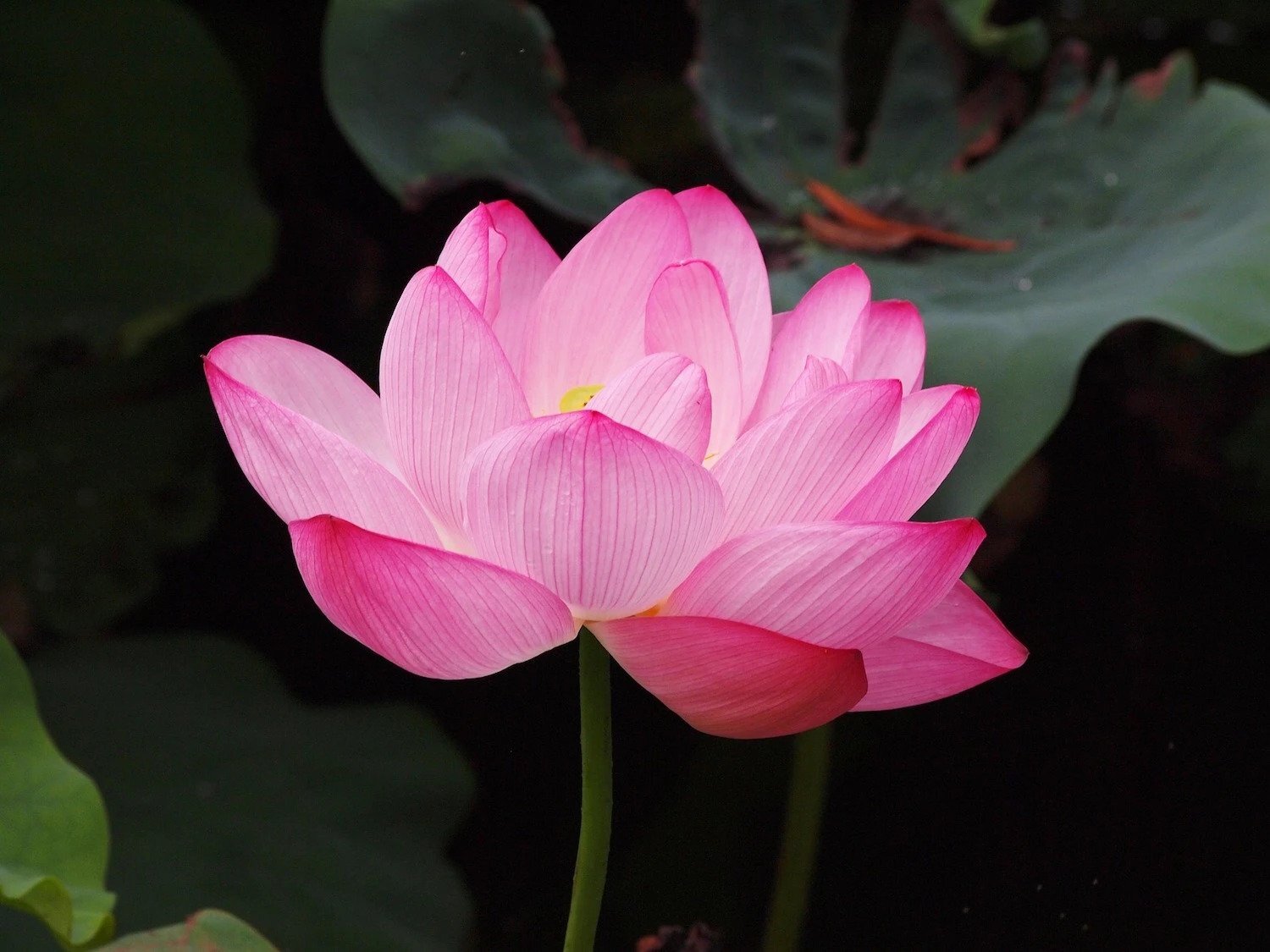Nelumbo nucifera PINK WATER LOTUS – 5 SEEDS!