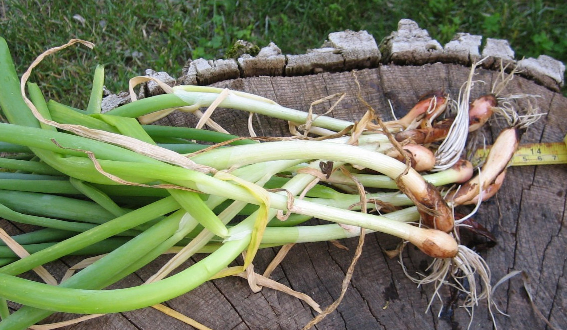 Egyptian Onions Catawissa Winter Walking Topset Spring Sets 10 Planters Jumbo