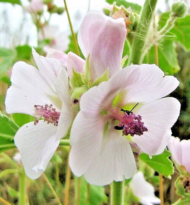 true Marshmallow 50 seeds. Georgius light pink flowers. Althaea officinalis.