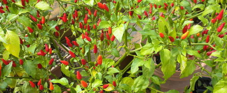 Birds Eye Chili Pepper 20+ Seeds (Very Hot) Filipino Siling Labuyo