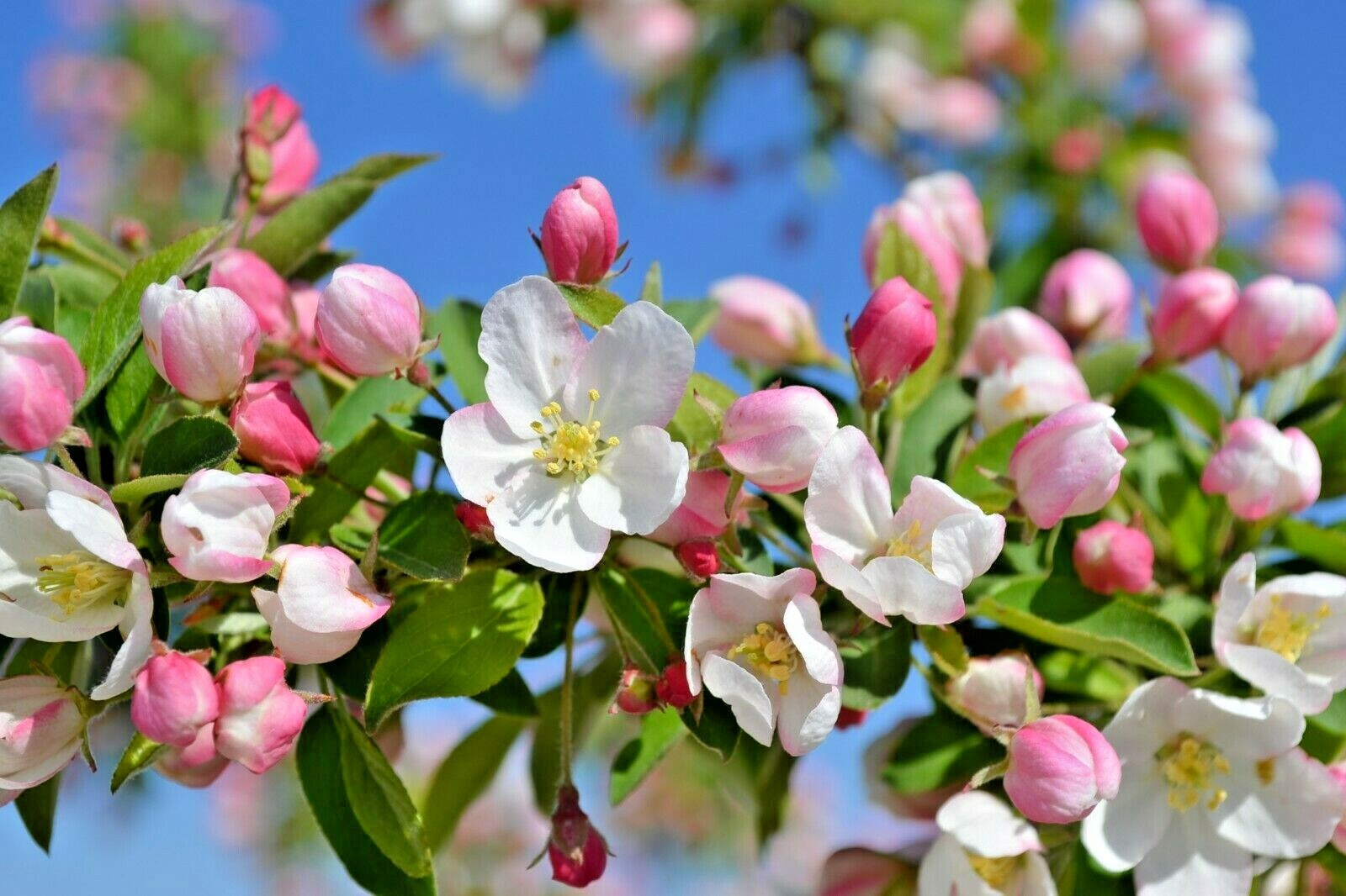SUGAR TYME CRAB APPLE SEEDS – Malus ‘ Sugar Tyme “