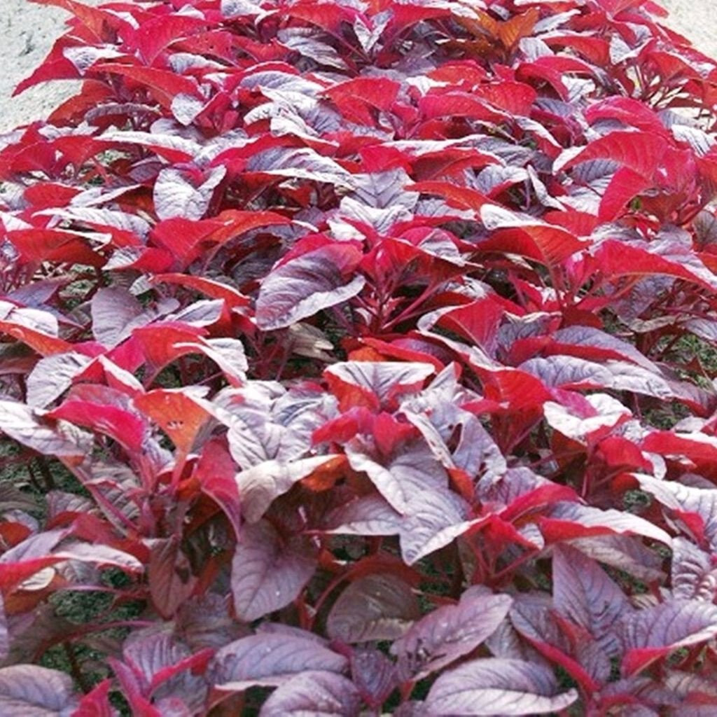 2000+PCS RED SPINACH/ RED AMARANTH SEEDS/ RAU DỀN ĐỎ | 90% GERMINATION |