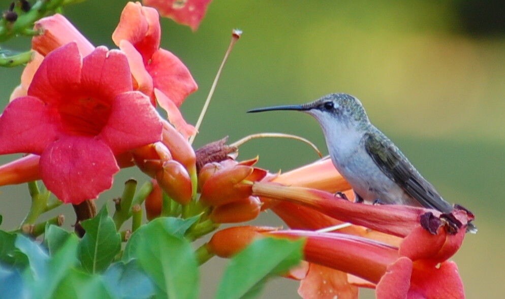Red Trumpet Creeper, Hummingbird Vine, Campsis radicans, – 50 Seeds 2023 – USA