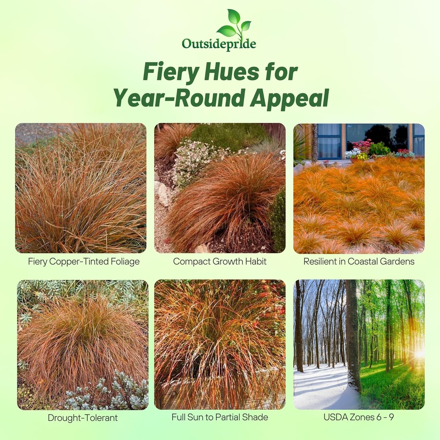 200 Seeds Carex Seed – Orange Sedge Ornamental Grass Seeds